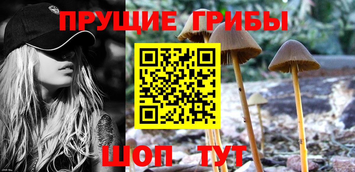 Псилоцибиновые грибы Cubensis Псков